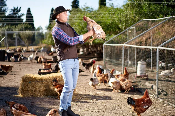 Countryman holding brown chicken in hands in hen house — Stock Photo, Image