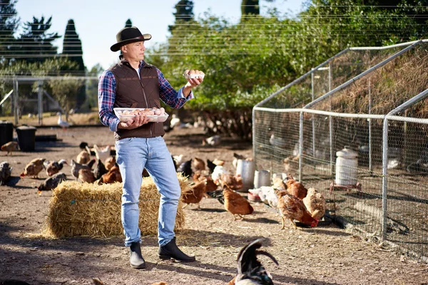 Mannen bonde letar efter ägg. — Stockfoto
