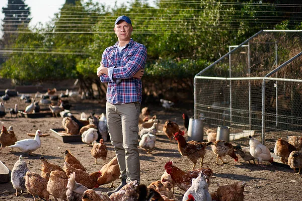 Csirkéket etető farmer egy tyúkólban — Stock Fotó