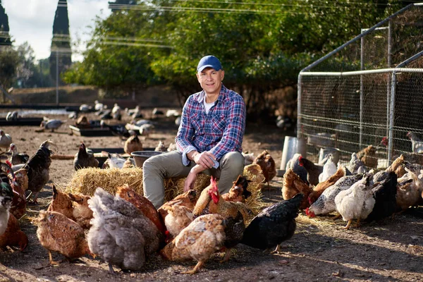 Csirkéket etető farmer egy tyúkólban — Stock Fotó