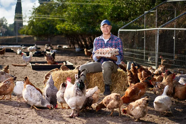 Csirkéket etető farmer egy tyúkólban — Stock Fotó