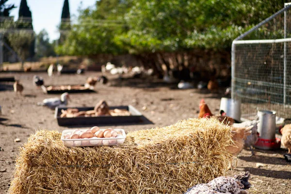 Kırsaldaki çiftlikte bir sepet tavuk yumurtası. — Stok fotoğraf