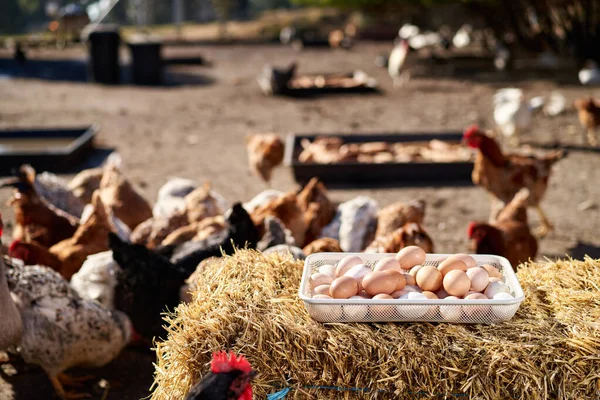 Koš kuřecích vajec na farmě na venkově — Stock fotografie