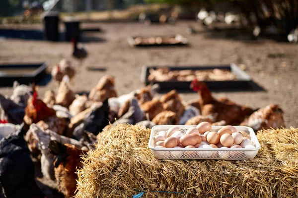 Cesta de ovos de galinha na fazenda no campo — Fotografia de Stock