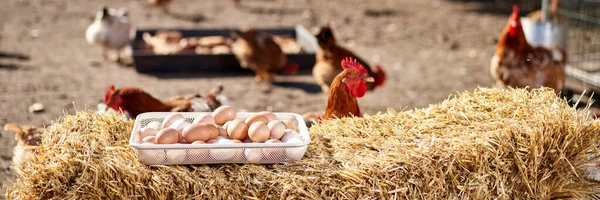 Kırsaldaki çiftlikte bir sepet tavuk yumurtası. — Stok fotoğraf