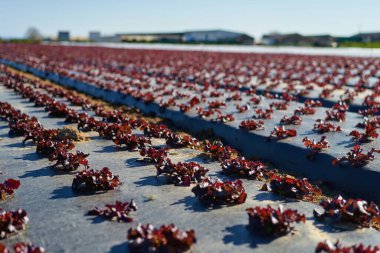 Marul tarlası. Lactuca sativa yeşil yaprakları. Bahçe yatağında marul yetişiyor.