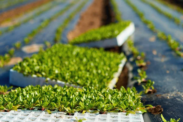 Саджанці салату, що ростуть у лотку для вирощування. рослинна плантація — стокове фото