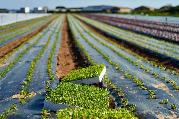 Pequenas mudas de alface que crescem em bandeja de cultivo — Fotografia de Stock