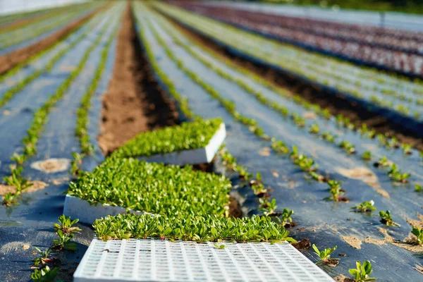 Маленькі саджанці салату, що ростуть у лотку для вирощування — стокове фото
