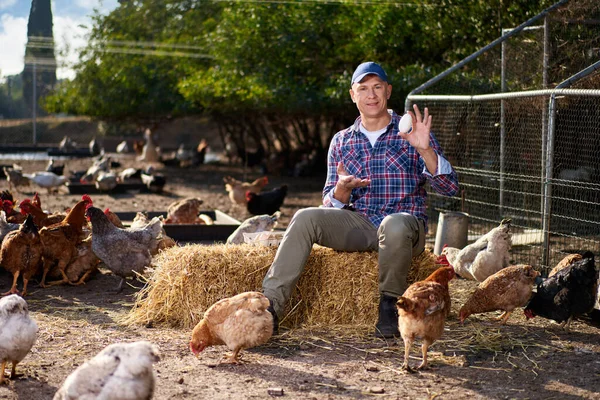 Tavuk çiftliğinde kaz yumurtası tutan bir adam.