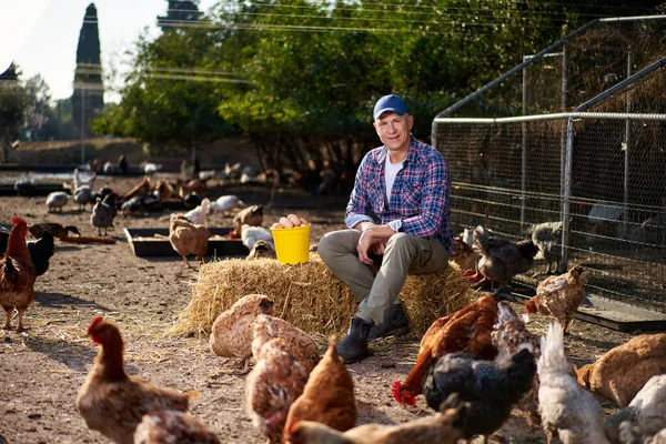 Campesino sosteniendo pollo marrón en las manos en gallinero —  Fotos de Stock