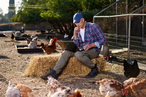 Egy férfi laptoppal a Chiken farmon. — Stock Fotó