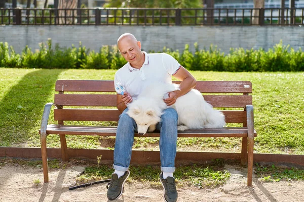 Samojed Pes Její Muž Majitel Parku Hrát Spolu — Stock fotografie