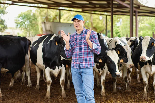 人民和畜牧业概念 在奶牛场喂牛的青年男子或农民 — 图库照片