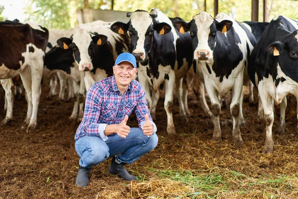 Boldog Férfi Farmer Tehén Gazdaság Körül Csorda — Stock Fotó