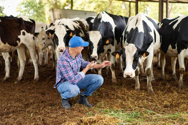 人々と動物飼育の概念 酪農場の若い男や農家の給餌牛 — ストック写真