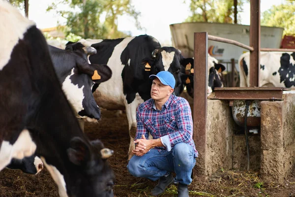 Man Cowboy Cow Farm Ranch — Stock Photo, Image