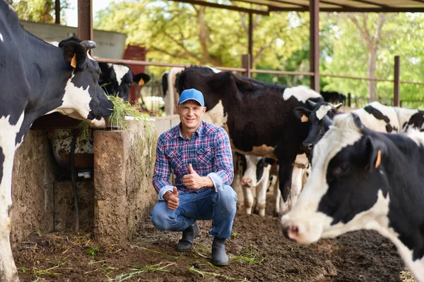 Homem Cowboy Fazenda Vacas — Fotografia de Stock