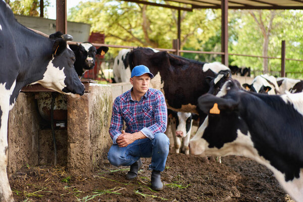 Man cowboy at cow farm ranch