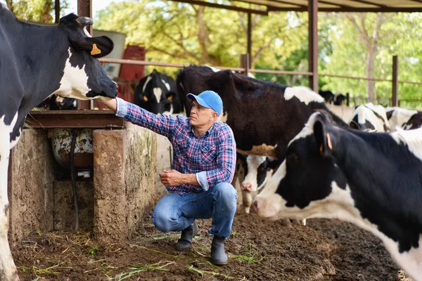 Man cowboy at cow farm ranch