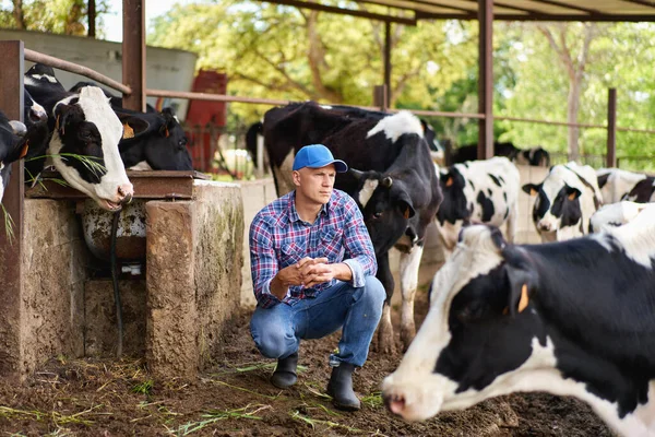 Hombre Vaquero Granja Vacas Rancho — Foto de Stock