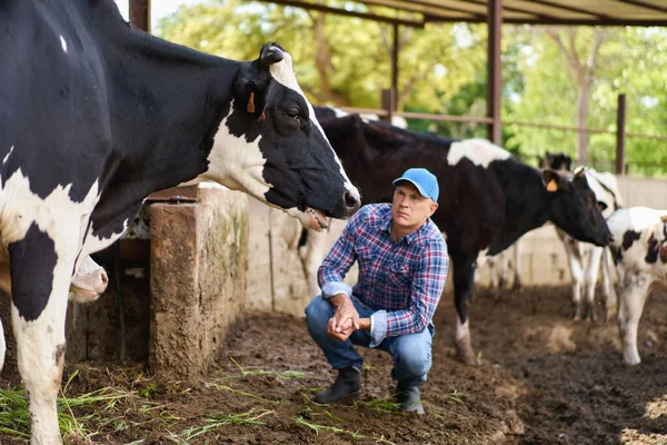Hombre Vaquero Granja Vacas Rancho — Foto de Stock