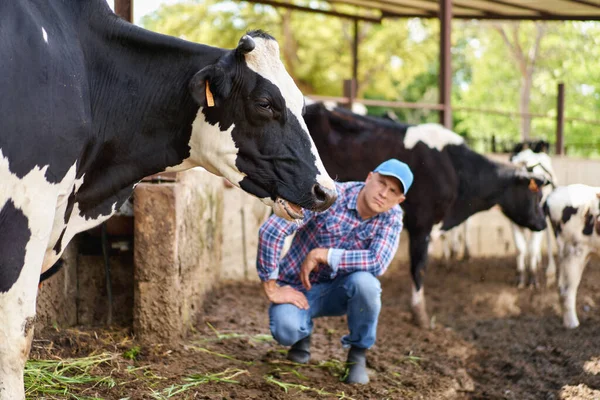 Uomo Cowboy Ranch Della Fattoria Della Mucca — Foto Stock