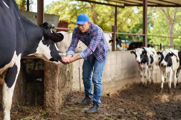 Man Cowboy Cow Farm Ranch — Stock Photo, Image