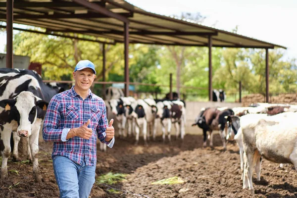 Hombre Vaquero Granja Vacas Rancho — Foto de Stock