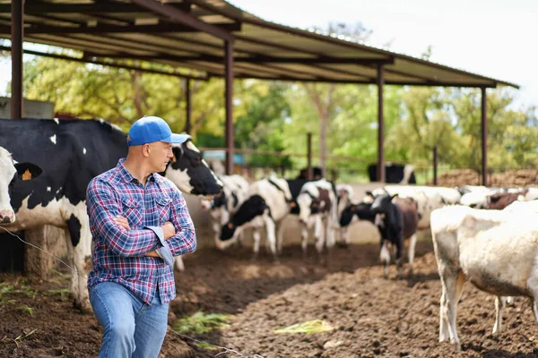 Muž Kovboj Farmě Ranč Krávy — Stock fotografie