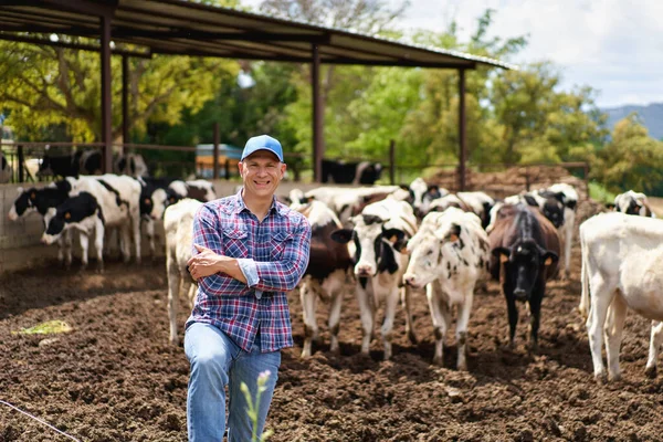 Homem Cowboy Fazenda Vacas — Fotografia de Stock