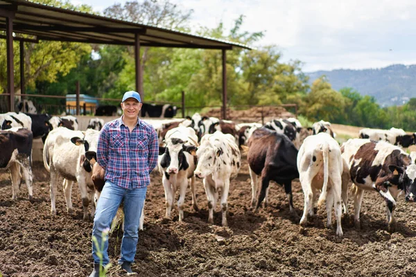 Чоловік Ковбой Коров Ячому Фермі Ранчо — стокове фото