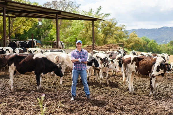 Чоловік Ковбой Коров Ячому Фермі Ранчо — стокове фото