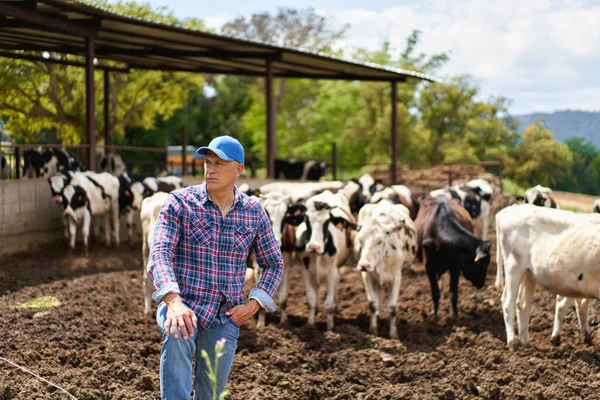 Uomo Cowboy Ranch Della Fattoria Della Mucca Foto Stock