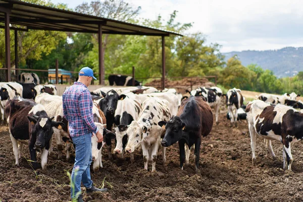 Homme Cow Boy Ferme Vache Ranch Image En Vente