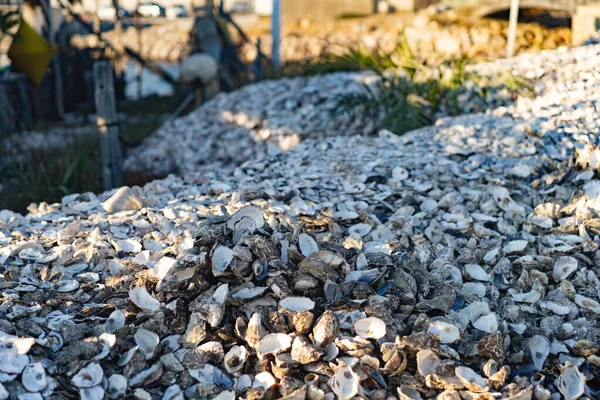Large Pile Oyster Shells —  Fotos de Stock