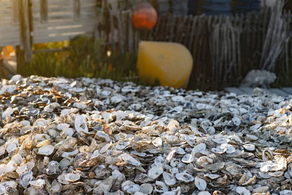 Large Pile Oyster Shells Immagini Stock Royalty Free