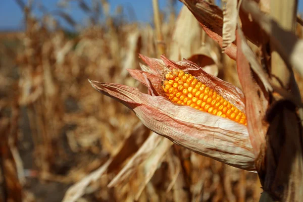 Corn cob — Stock Photo, Image