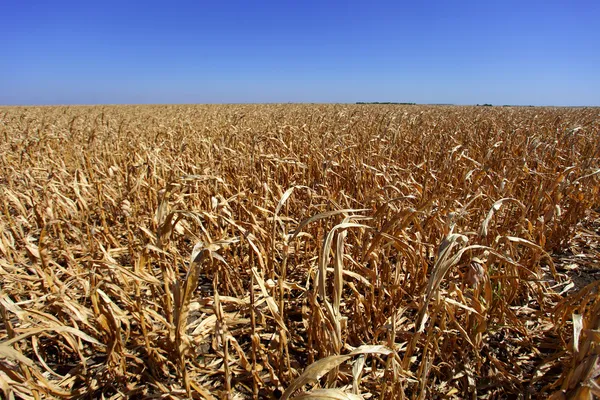 Кукурузное поле в плохой форме — стоковое фото