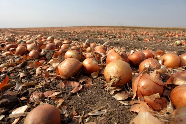 Onions in onion field close up — Stock Photo, Image