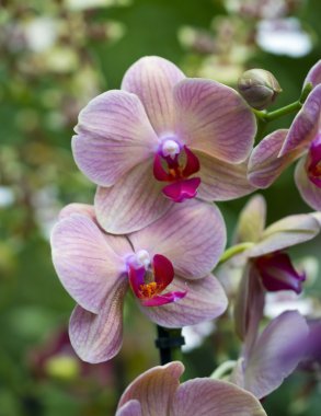 pembe phalaenopsis orkide