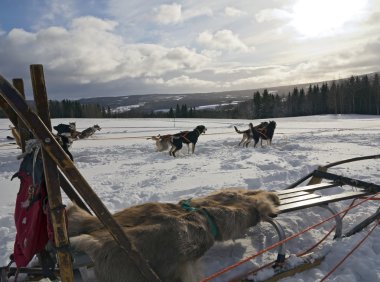 Kızak köpek yarışı