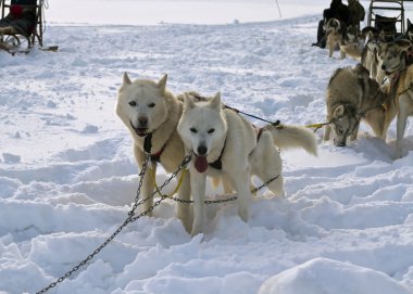 Kızak köpek yarışı