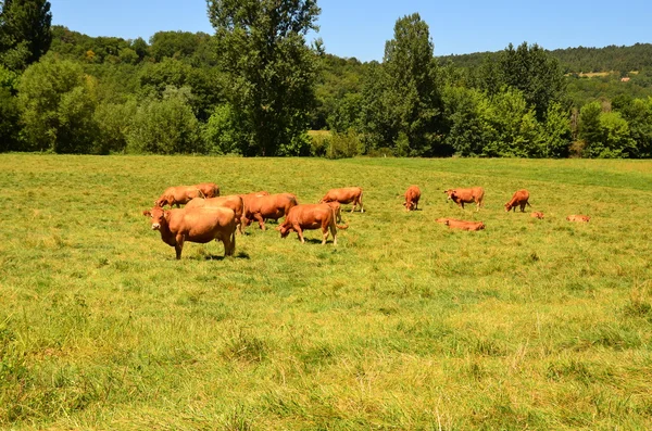 French lanscape in Dordogne — Stock Photo, Image