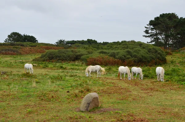 Schimmel im Naturschutzgebiet in der Bretagne — Stockfoto