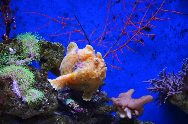 Peixes tropicais de recifes de coral — Fotografia de Stock