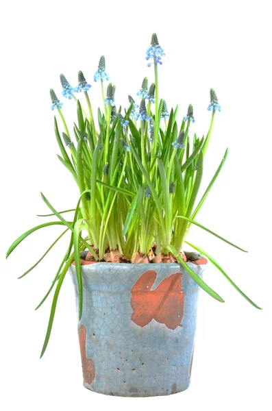 Muscari blu — Foto Stock