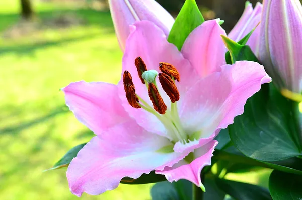 Růžové lilly květu v zahradě — Stock fotografie