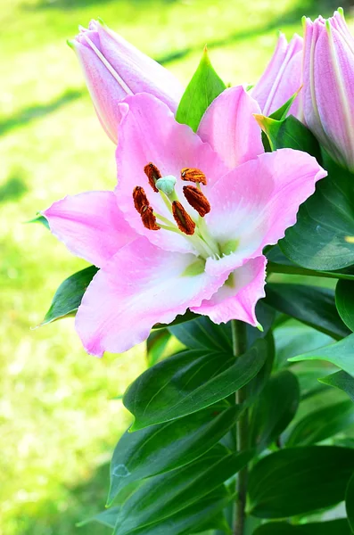 Pink lilly in the garden — Stock Photo, Image