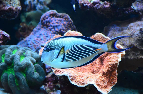 熱帯のサンゴ礁の魚 ロイヤリティフリーのストック画像
